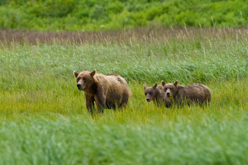 Grizzly Bear Sow And Cubs